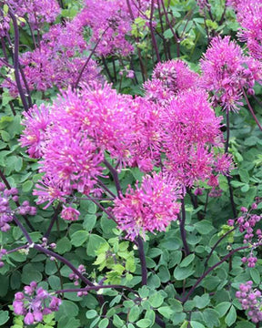 Pigamon Little Pinkie - jardins - Thalictrum Little Pinkie ( CENSATION series )