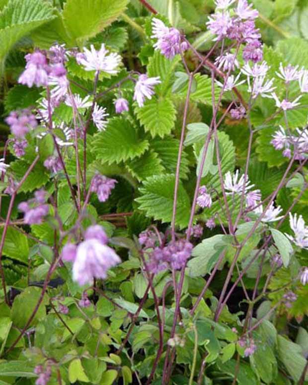 Thalictrum kiusianum Pigamon nain - jardins - THALICTRUM KIUSIANUM