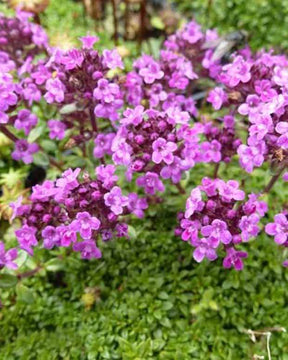 3 Thyms Elfin - jardins - Thymus Elfin