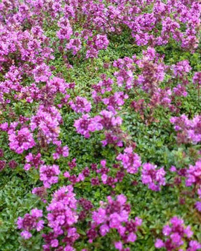 Thym précoce Purple Beauty - jardins - Thymus praecox Purple Beauty