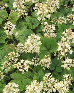 Tiarelle à feuille en coeur Brandywine - jardins - Tiarella cordifolia Brandywine