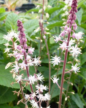 Tiarelle à feuille en cœur Oakleaf - jardins - Tiarella cordifolia Oakleaf