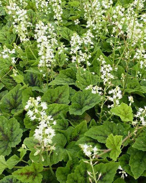 Tiarelle Appalachian Trail - jardins - Tiarella Appalachian Trail