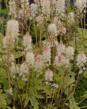 Tiarelle Mint Chocolate - jardins - Tiarella Mint Chocolate