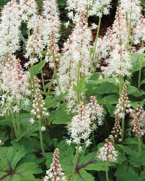 Tiarelle Neon Lights - jardins - Tiarella Neon Lights