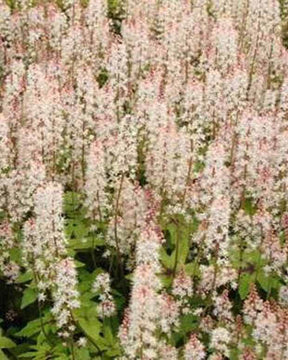 Tiarelle Pink Bouquet - jardins - Tiarella Pink Bouquet