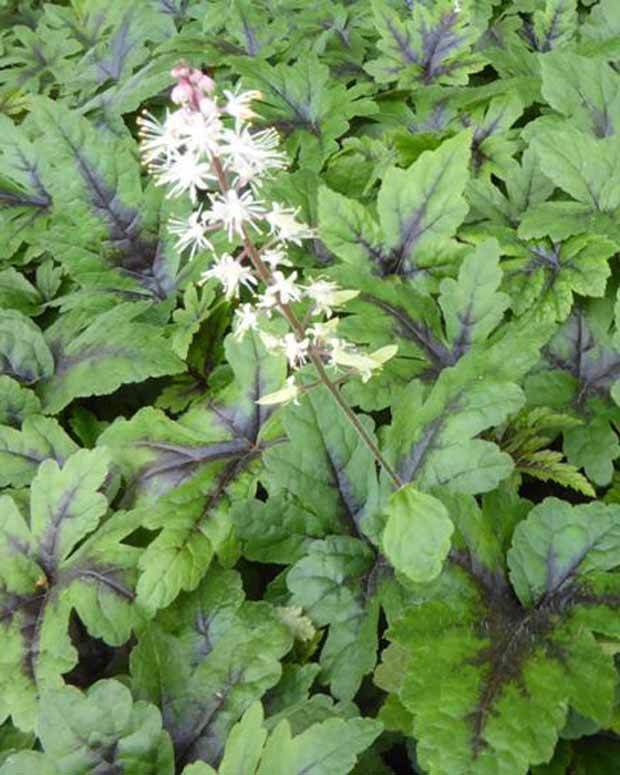 Tiarelle Sugar and Spice - jardins - Tiarella Sugar and Spice