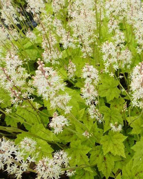 Tiarelle Simsalabim - jardins - Tiarella Simsalabim