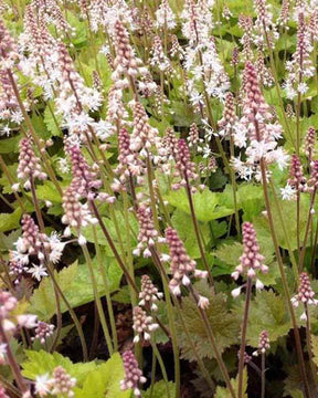 Tiarelle Tiger Stripe - jardins - Tiarella Tiger Stripe