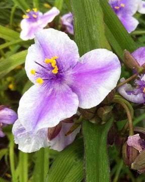 Ephémère de Virginie Bilberry Ice - Fleurs vivaces - Tradescantia ( Andersoniana Group ) Bilberry Ice