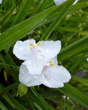 Ephémère de Virginie Innocence - Fleurs vivaces - Tradescantia ( Andersoniana Group ) Innocence