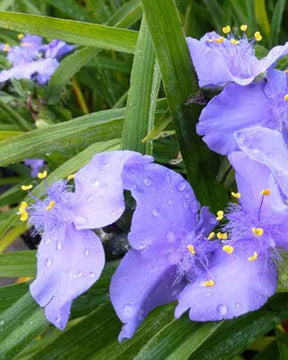 Ephémère de Virginie J.C. Weguelin - Fleurs vivaces - Tradescantia ( Andersoniana Group ) J.C. Weguelin