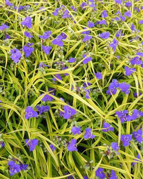 Ephémère de Virginie Lucky Charm - Fleurs vivaces - Tradescantia Lucky Charm ( Charm series )