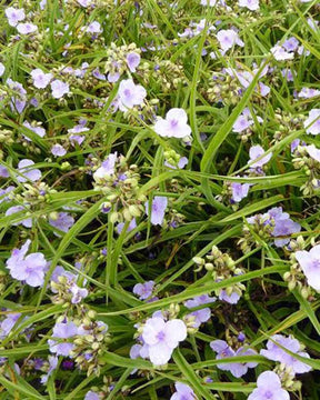 Ephémère de Virginie Little Doll - Fleurs vivaces - Tradescantia Little Doll