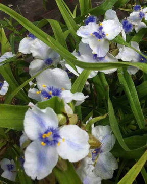 Ephémère de Virginie Osprey - Fleurs vivaces - Tradescantia ( Andersoniana Group ) Osprey