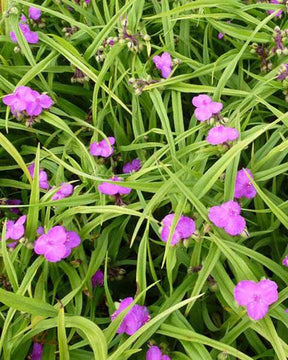 Ephémère de Virginie Rubra - Fleurs vivaces - Tradescantia Rubra