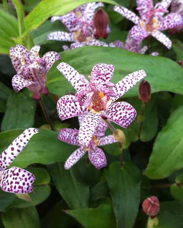 Lis des crapauds de Formose - jardins - TRICYRTIS FORMOSANA