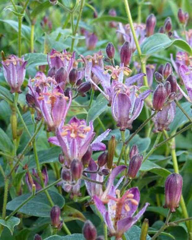 Lys des crapauds Taiwan Adbane Lis-orchidée - jardins - Tricyrtis hirta Taiwan Adbane