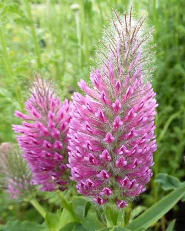 Trèfle rouge - jardins - Trifolium rubens