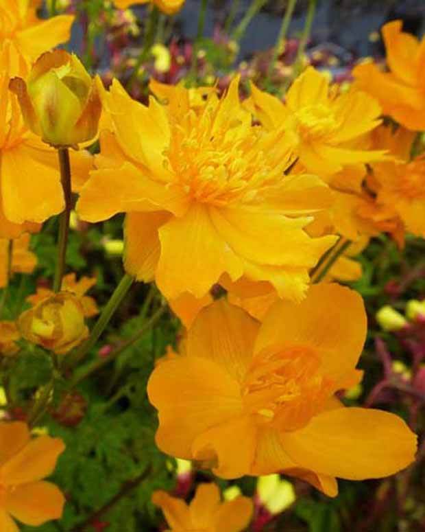 Trolle d Asie - jardins - TROLLIUS ASIATICUS