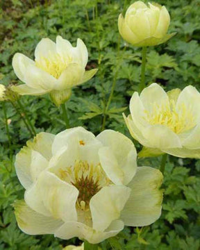 Trolle hybride New Moon - jardins - Trollius x cultorum New Moon