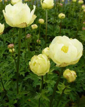 Trolle Alabaster - jardins - Trollius Alabaster