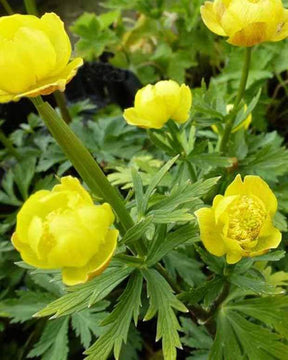 Trolle Lemon Queen - jardins - Trollius Lemon Queen