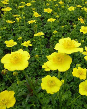 Trolle de l Himalaya - jardins - TROLLIUS PUMILUS