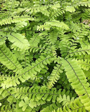 Capillaire Imbricatum - Fougères - ADIANTUM PEDATUM IMBRICATUM