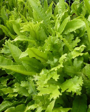 Fougère scolopendre - Langue de cerf crispée - Fougères - Asplenium scolopendrium Cristatum