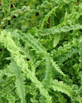 Fougère femelle Frizelliae - Fougères - ATHYRIUM FILIX-FEMINA FRIZELLIAE