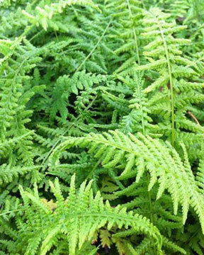 Fougère femelle Victoriae - Fougères - ATHYRIUM FILIX-FEMINA VICTORIAE