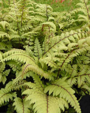 Athyrium otophorum Okanum - Fougères - ATHYRIUM OTOPHORUM OKANUM