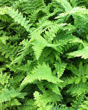 Fougère à écailles dorées Crispa - Fougères - DRYOPTERIS AFFINIS CRISPA