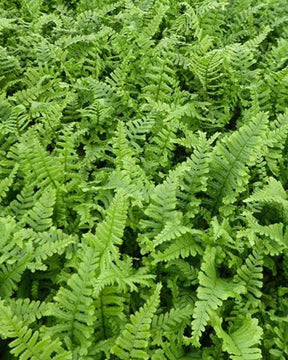 Fausse fougère mâle Cristata Angustata - Fougères - Dryopteris affinis Cristata Angustata