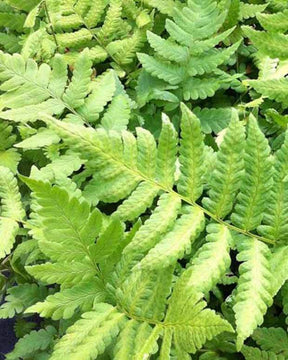 Dryoptéris de Clinton - Fougères - Dryopteris clintoniana