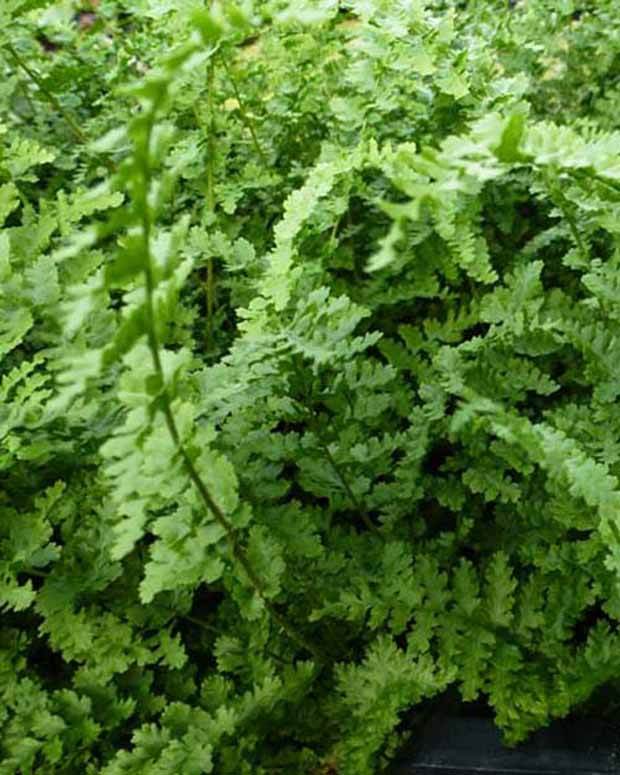 Fougère mâle Barnesii - Fougères - DRYOPTERIS FILIX-MAS BARNESII