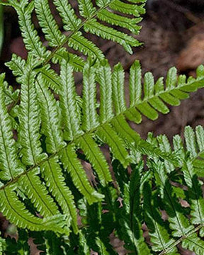 Fougère mâle Furcans - Fougères - Dryopteris filix-mas Furcans