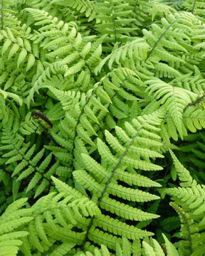 Fougère à écailles dorées - Fougères - DRYOPTERIS WALLICHIANA