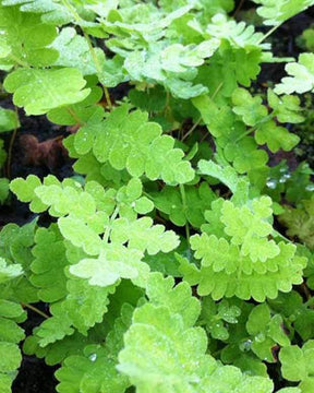 Osmonde de Clayton - Fougères - Osmunda claytoniana