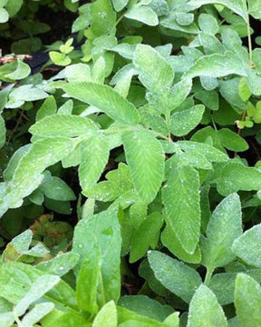 Osmonde du Japon - Fougères - Osmunda japonica