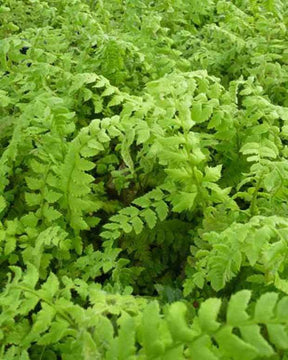 Aspidie lobée - Fougère - Fougères - POLYSTICHUM ACULEATUM