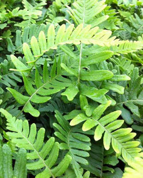 Polypode commun Bifido Multifidum - Fougère - Fougères - POLYPODIUM VULGARE BIFIDO MULTIFIDUM