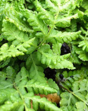 Fougère Woodsia obtusa - jardins - WOODSIA OBTUSA