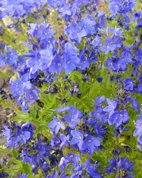 Véronique d Autriche Knallblau - Fleurs vivaces - VERONICA AUSTRIACA KNALLBLAU