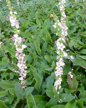 Molène de Chaix Album - jardins - VERBASCUM CHAIXII ALBUM