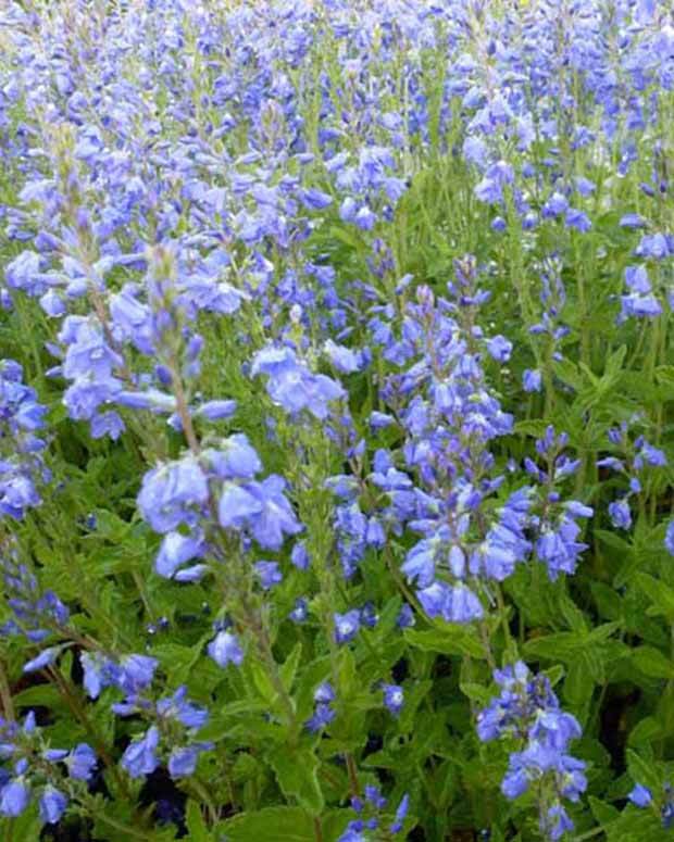 Véronique d Autriche Shirley Blue - Fleurs vivaces - VERONICA AUSTRIACA SHIRLEY BLUE