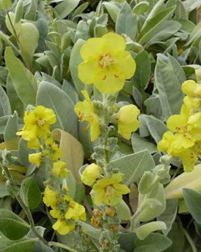 3 Molènes Polarsommer - jardins - Verbascum bombyciferum Polarsommer