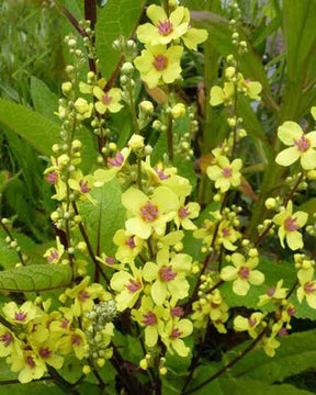 3 Molènes de Chaix - jardins - Verbascum chaixii