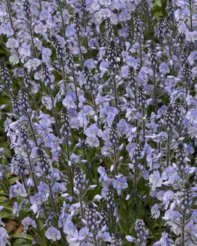 Véronique fausse-gentiane Maihimmel - Fleurs vivaces - Veronica gentianoides Maihimmel